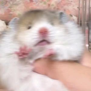 LAY鼠辣阿兜～头像