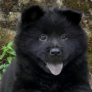 狗儿这个可爱头像