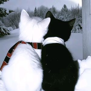 不过六级不改名头像