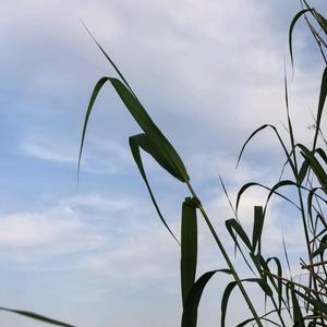 星辰～～（拒绝私聊）头像