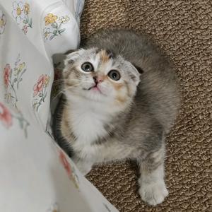 社会主义小兰砖头像