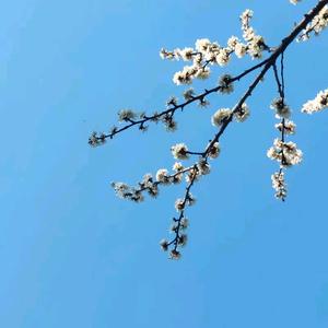 孤影盼君归头像