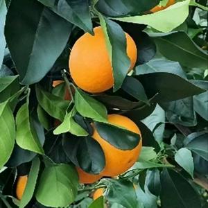 象山水果姐头像