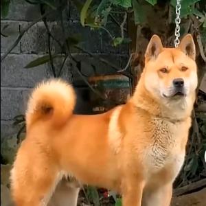 土狗饲养员头像