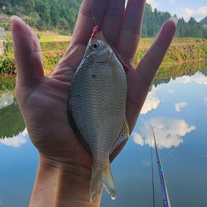 小明爱钓鱼头像