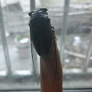 贵州现实山歌头像