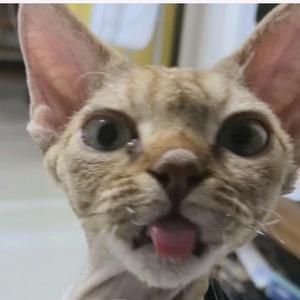 朵朵猫-朵猫猫头像