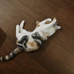 招财猫不吃鱼头像