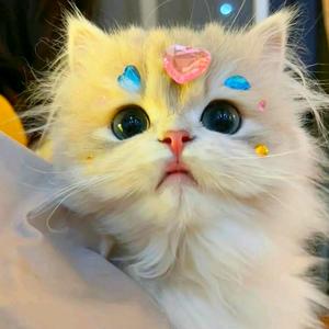 小猫咪爱追剧头像