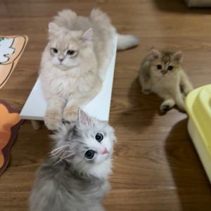 招财金宝一家子头像