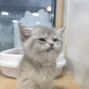 明珠港的小铁匠头像