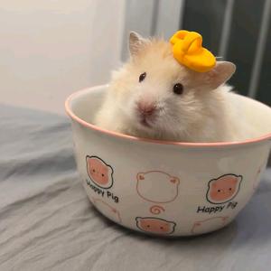 菲菲的仓鼠日记头像