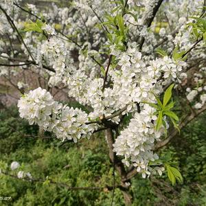 中炮横车七路马头像