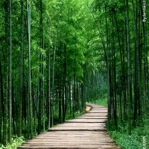 清风，明镜，shangan头像