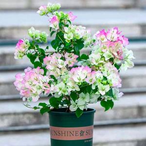 岚音植家小院头像