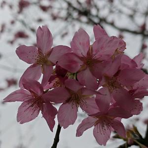 豪情高姐《拒绝私聊》头像