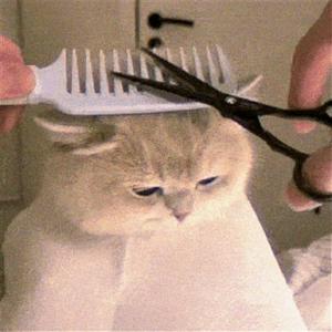 聊因不是聊叙头像