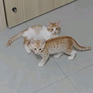 药药和贪贪头像