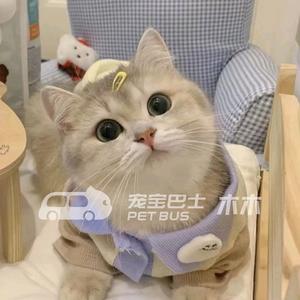 宠宝巴士宠物托运-木木头像