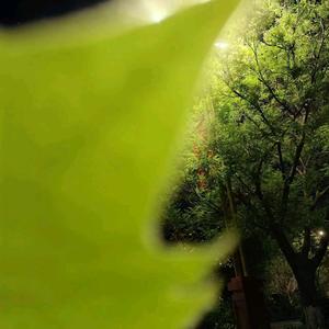 2025一生平安头像