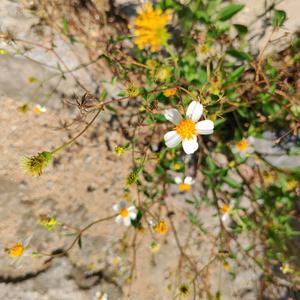 东篱与南渊头像