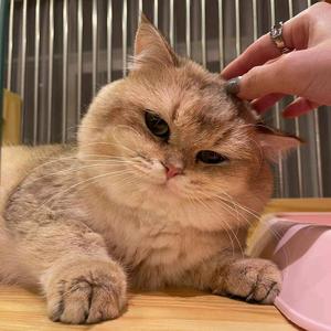 慈溪家有喵宝平价猫舍头像