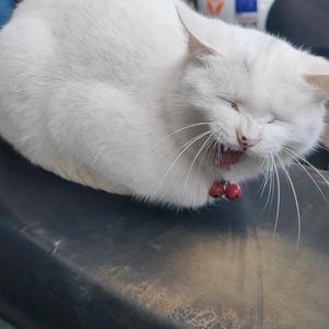 夕阳下的猫咪头像