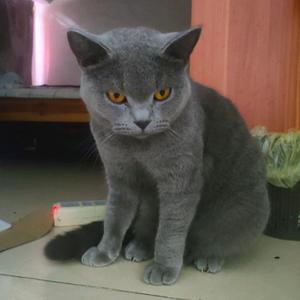 @猫猫咪呀头像