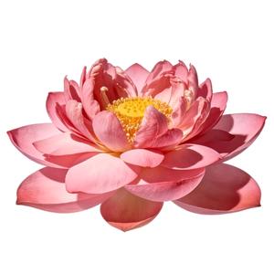 秋风不温柔头像