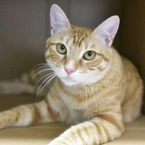 茂吉想进步头像