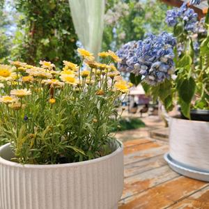 雪饼 咔咔～头像