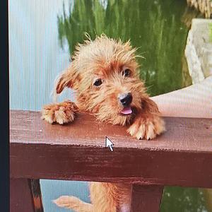 可爱的小黄2头像