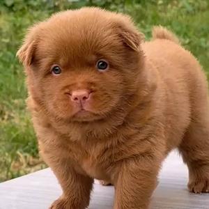 我家的小土狗（养🐶私聊）头像