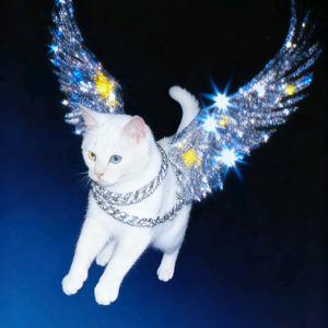 Angel-志猫小奇🧀头像