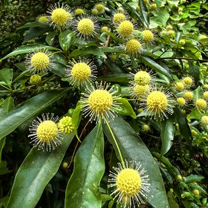 不羁的南尘头像