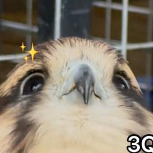 黑阴六狼（哈吉狼）头像