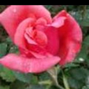 ☔️叶歌☀️头像