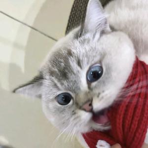 一只小芋泥吖头像