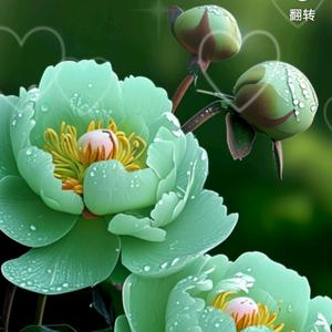 诗意 ！！🌷🌹🌺头像