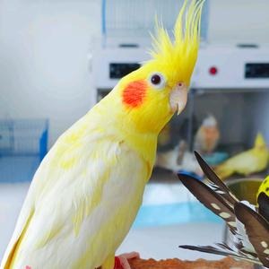 玄凤鹦鹉专业养殖头像