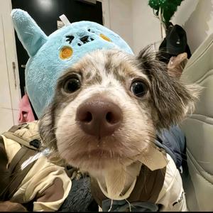 躲猫猫꒰ᵔ•̀з•́ᵔ꒱头像