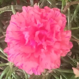 迷人的🌹香🌹头像