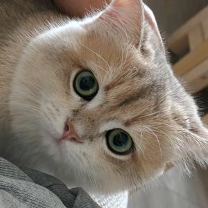 不吃鱼的猫头像