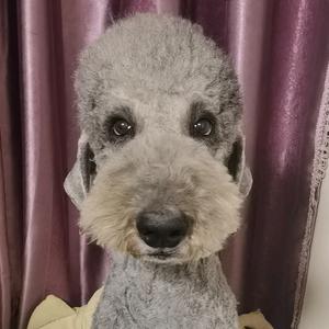 伯爵兔子奶糖欠小欠一杯奶茶🐩头像