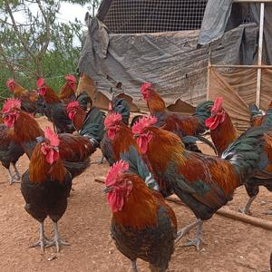 常年出售散养跑山土鸡小朱头像