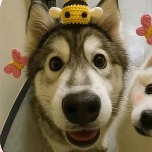 哈哈哈蜜瓜头像