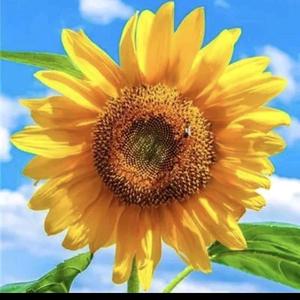 明天会更好！头像