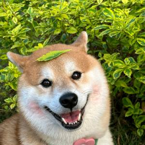 和粮摆烂小柒头像