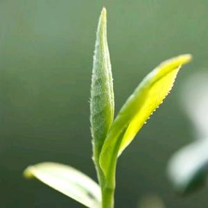 喝茶的小梁头像