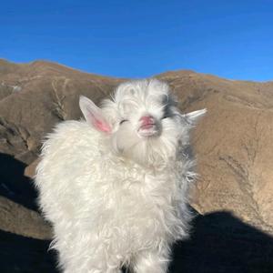 阿🐑头像